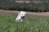 WESTIE 049